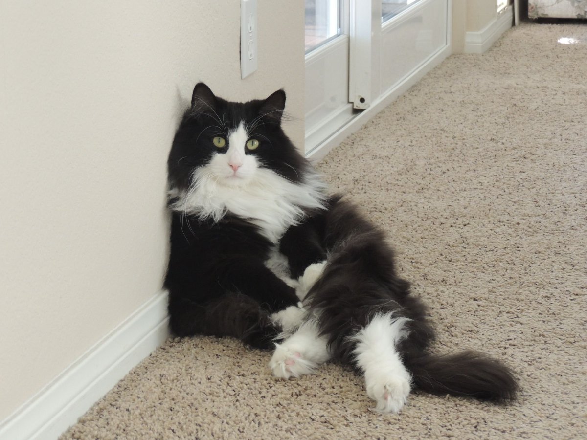 Норвежская Лесная черно-белый биколор