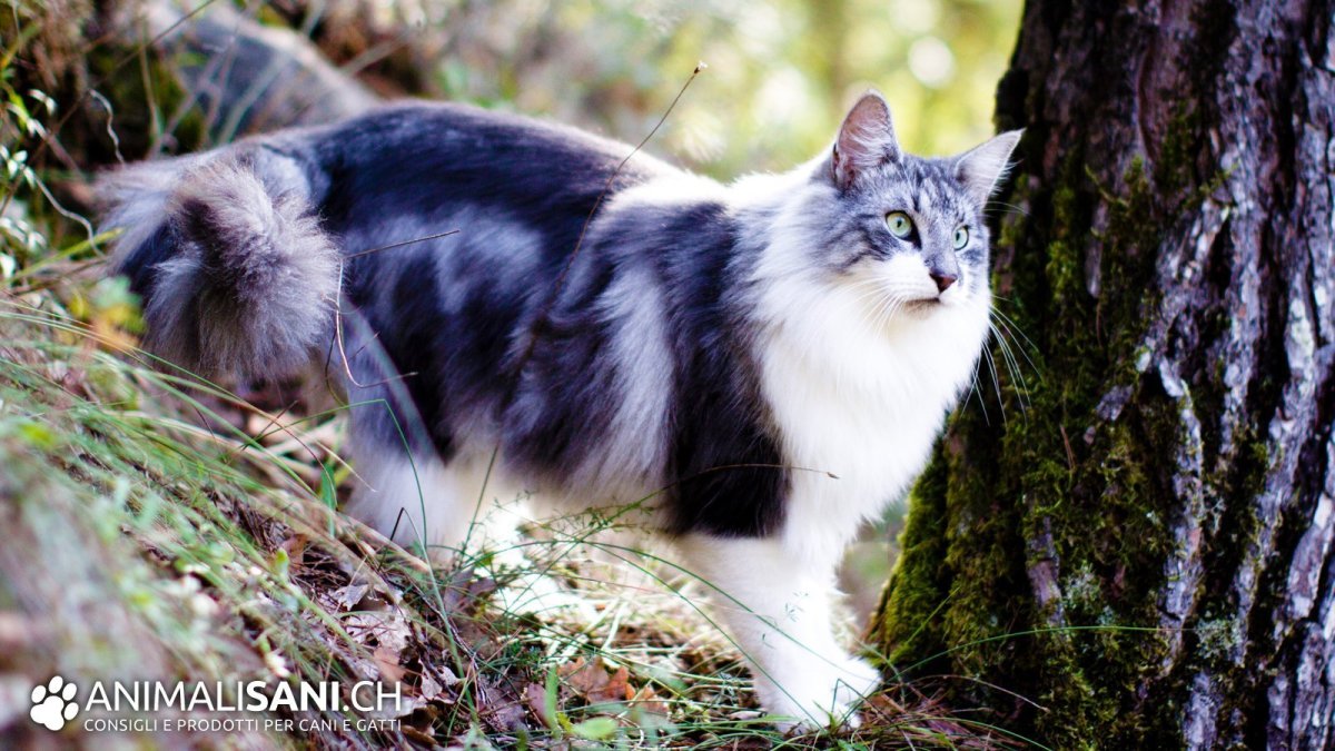 Skogkatt - Норвежская Лесная кошка.