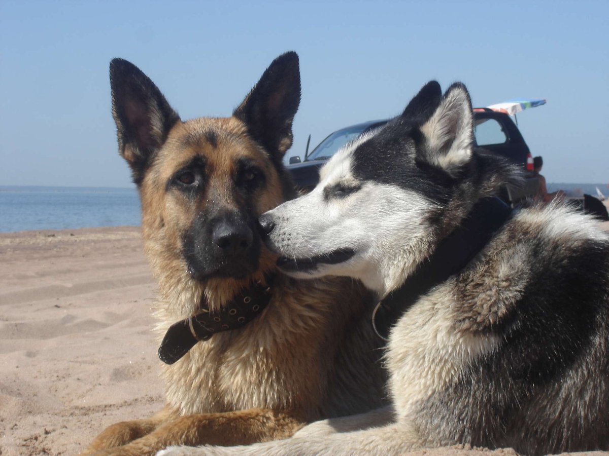 Лайка овчарка