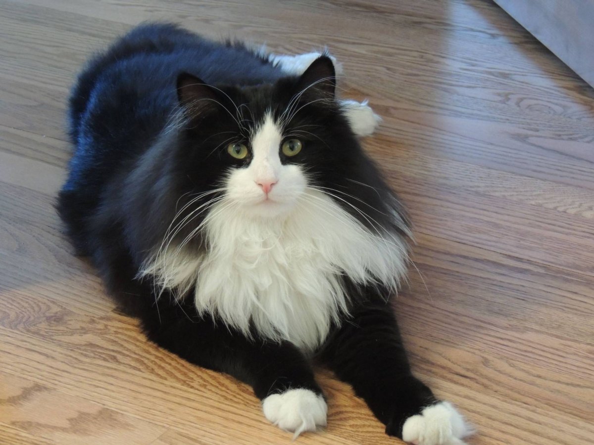 Норвежская Лесная кошка биколор