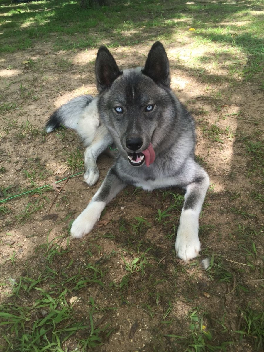 Сибирский хаски агути