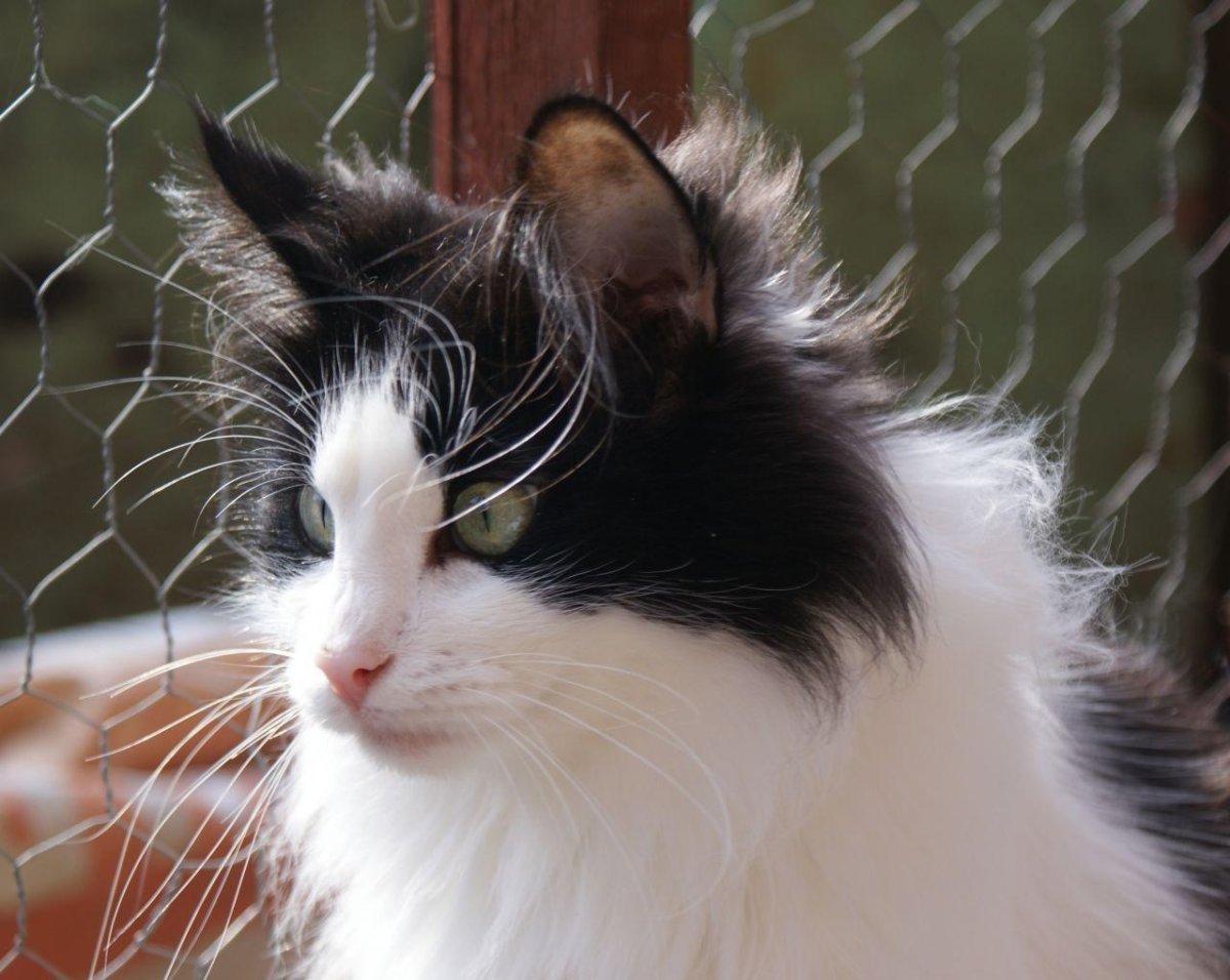 Норвежская Лесная кошка черно-белая