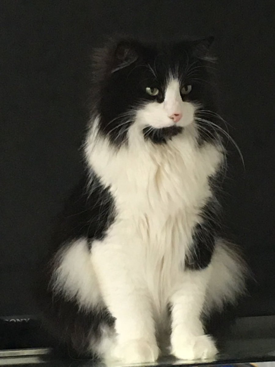 Норвежская Лесная черно-белый биколор