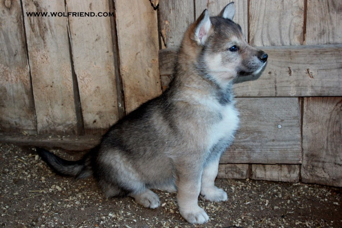 Кутенок волкособ
