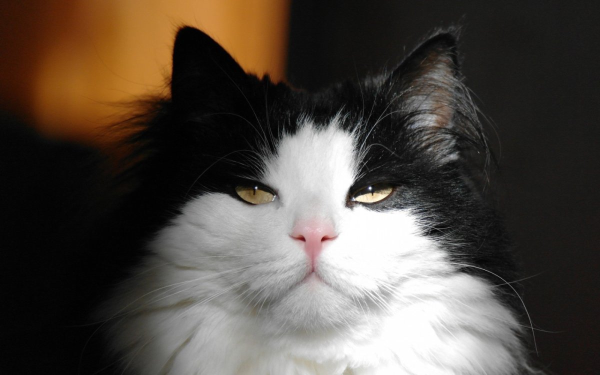 Норвежская Лесная кошка черно-белая