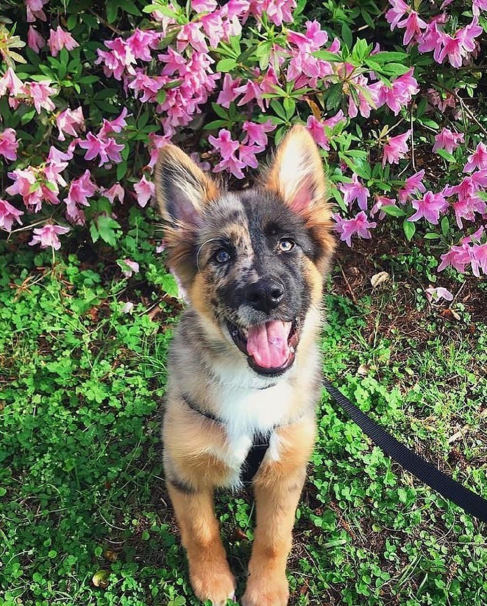 Австралийская немецкая овчарка