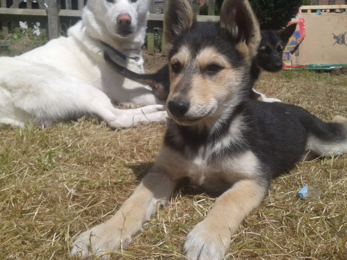 Овчарка плюс лайка