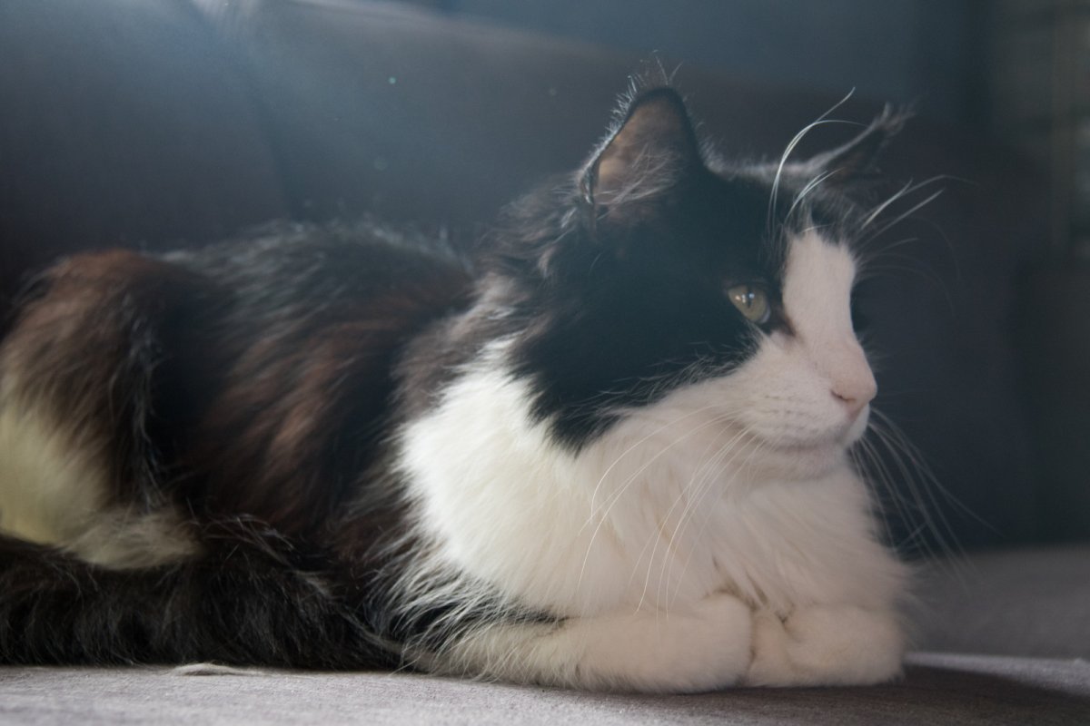 Норвежская Лесная кошка биколор