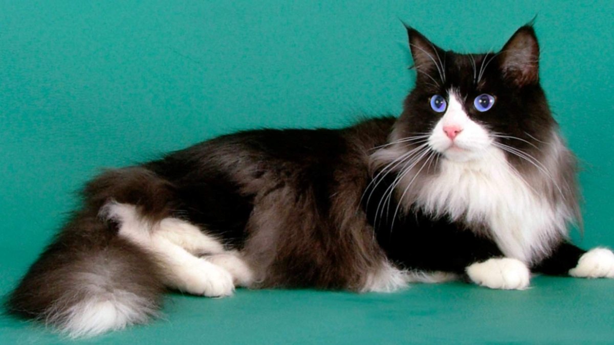 Норвежская Лесная кошка короткошерстная