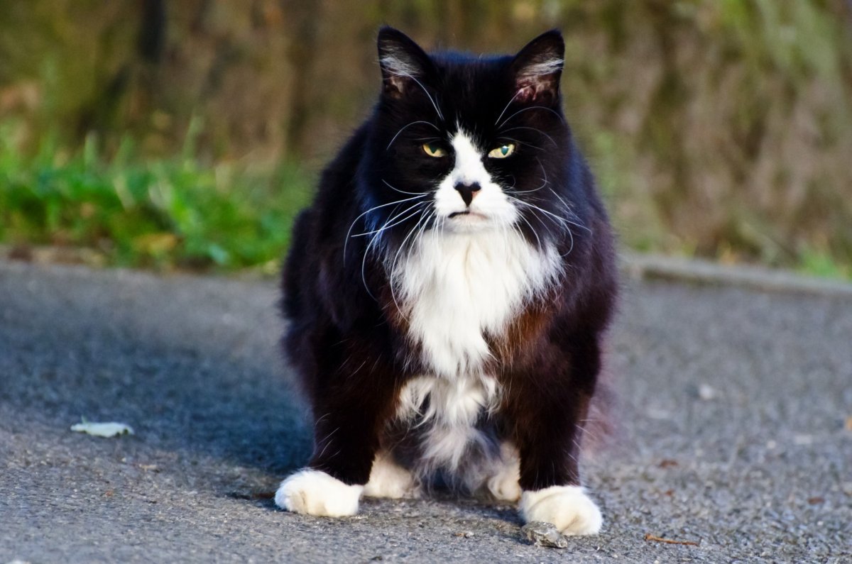 Взъерошенная черная кошка