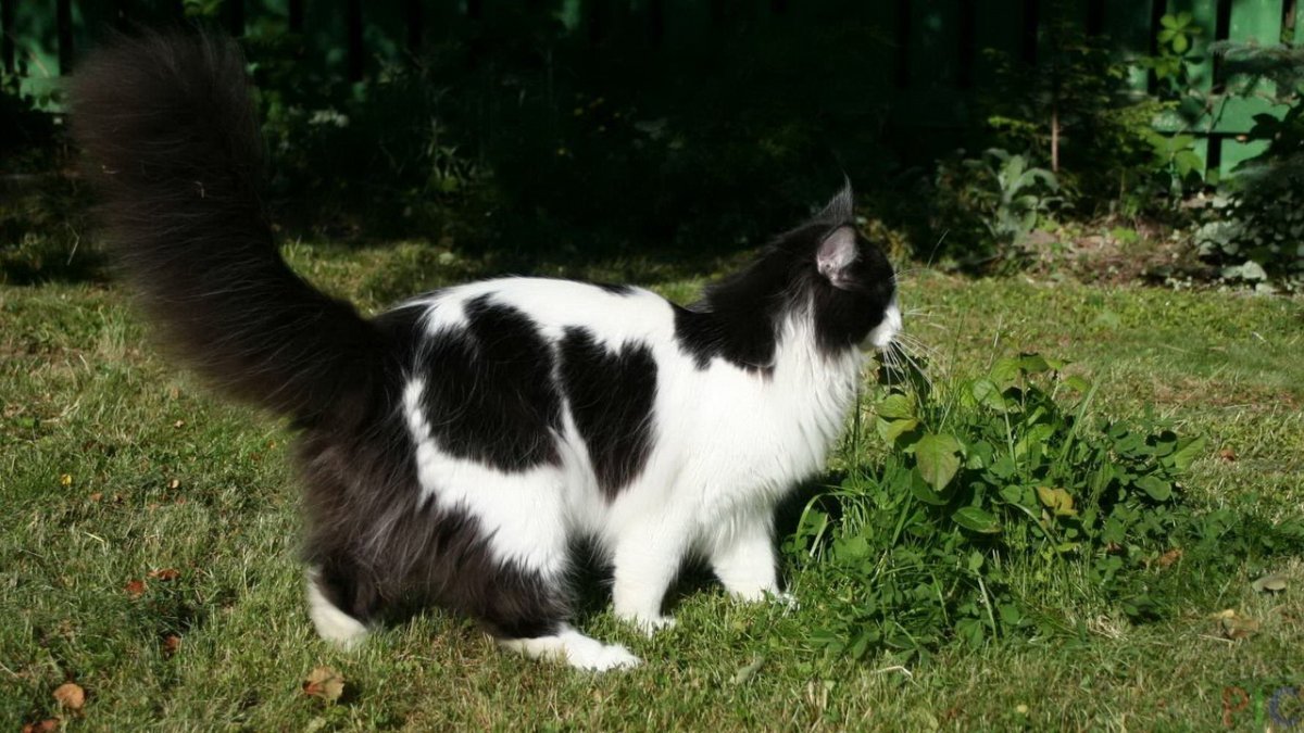 Норвежский Лесной кот белый