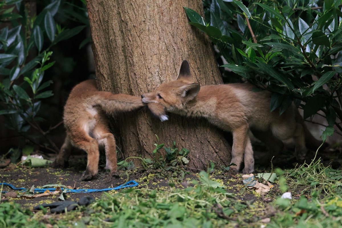 Московский зоопарк лиса