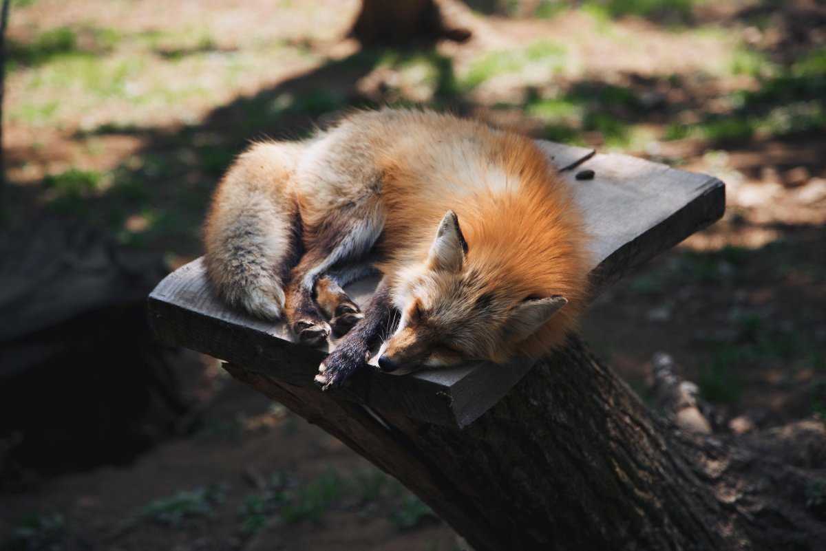 Лиса на бревне