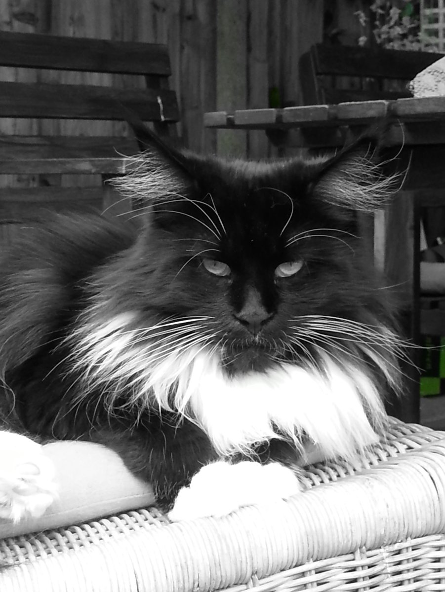 Норвежская Лесная кошка черно-белая