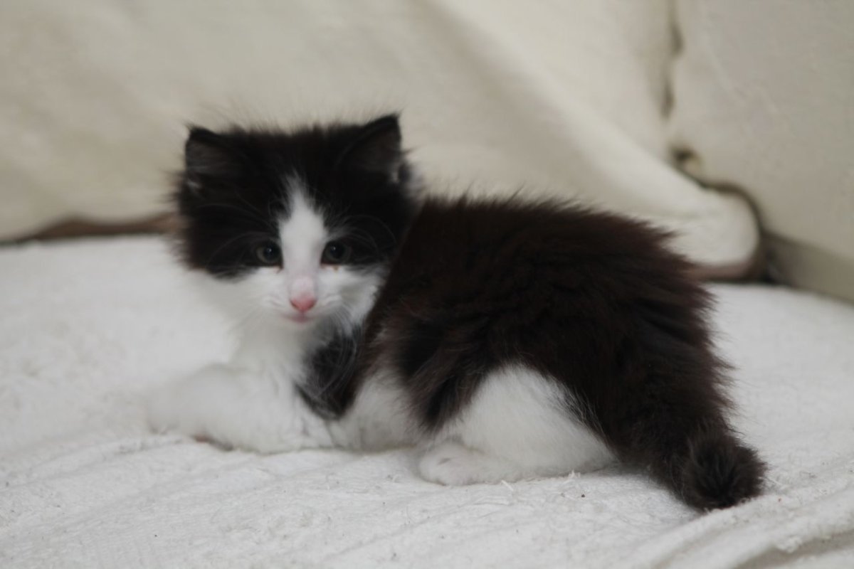 Норвежская Лесная кошка черно-белая котята