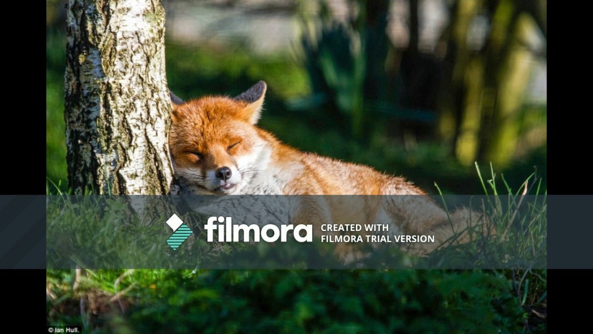 Лиса в дикой природе