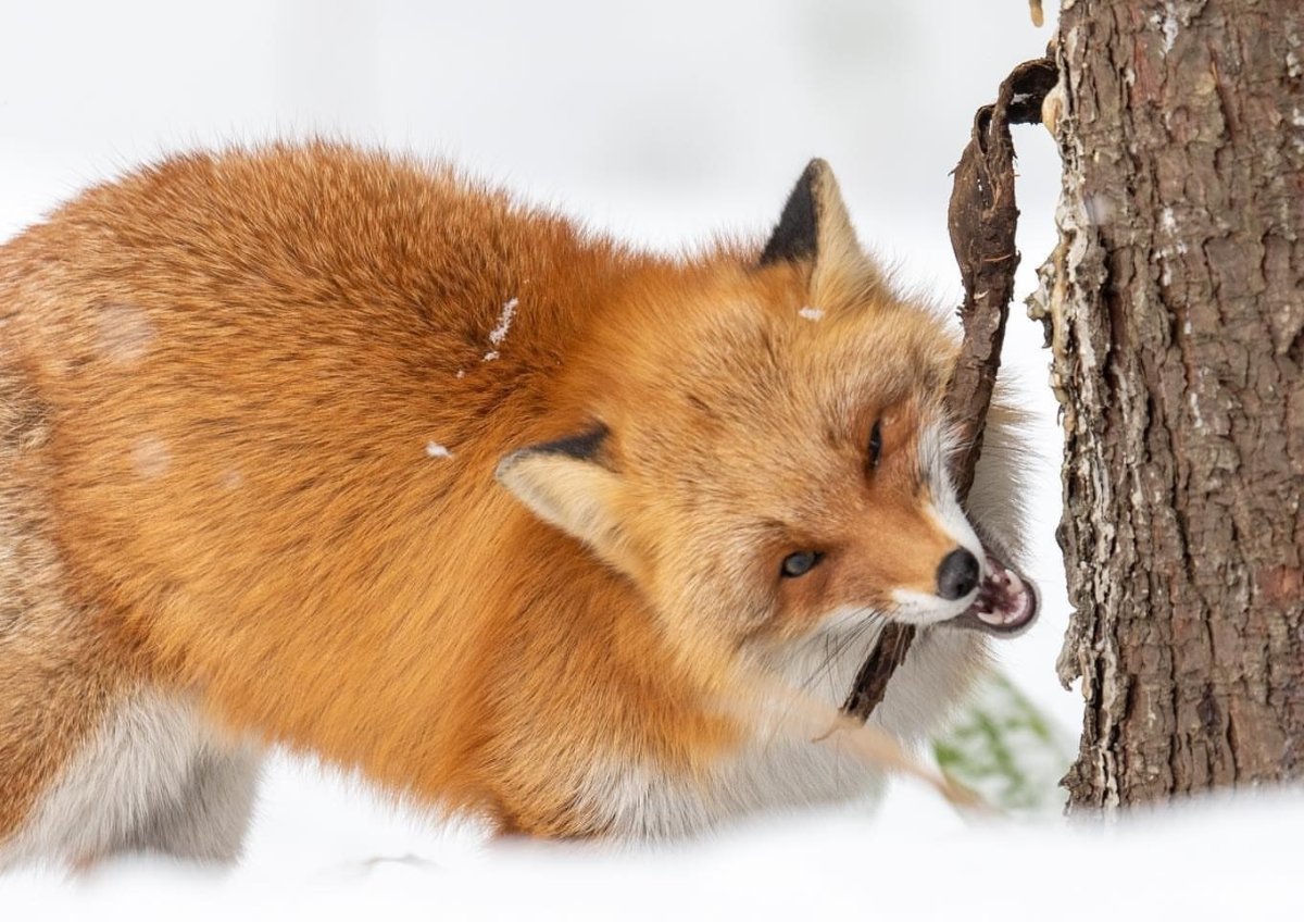 Лиса из за дерева фото