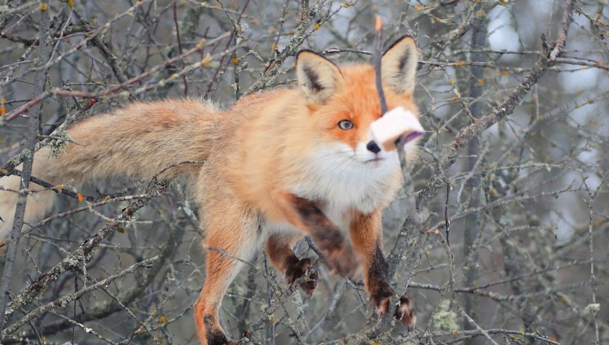 Крымская лисица