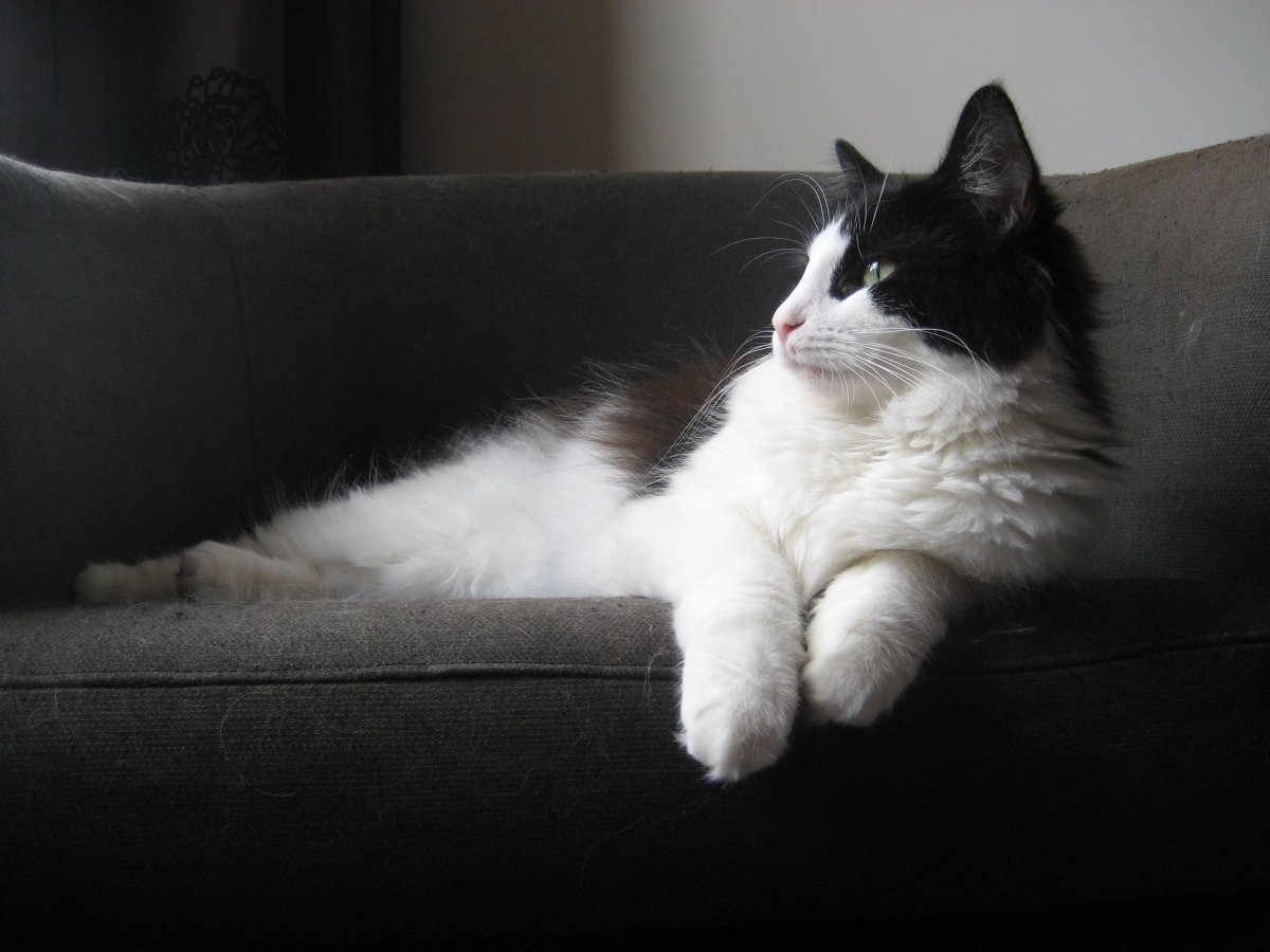 Турецкая ангорская кошка черно белая