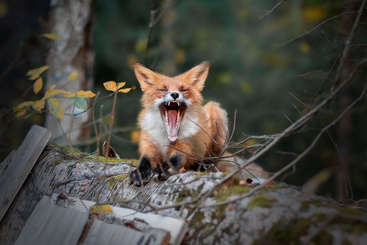 Лисенок осень