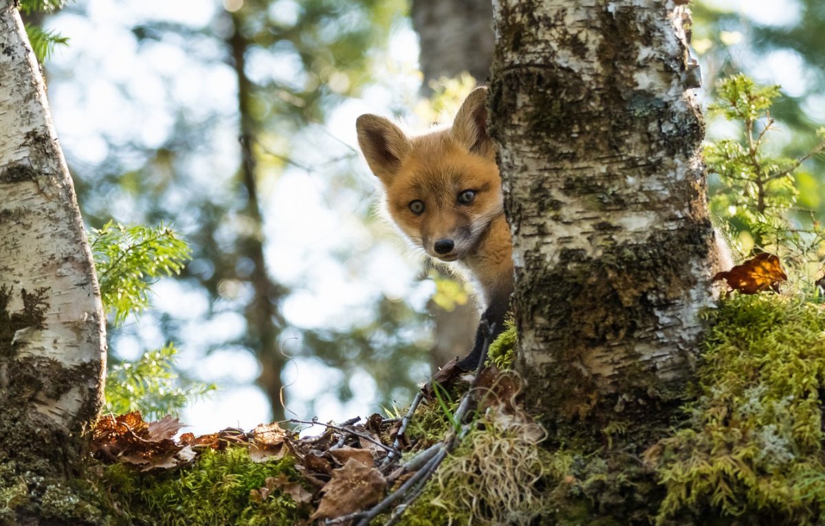 Лиса выглядывает