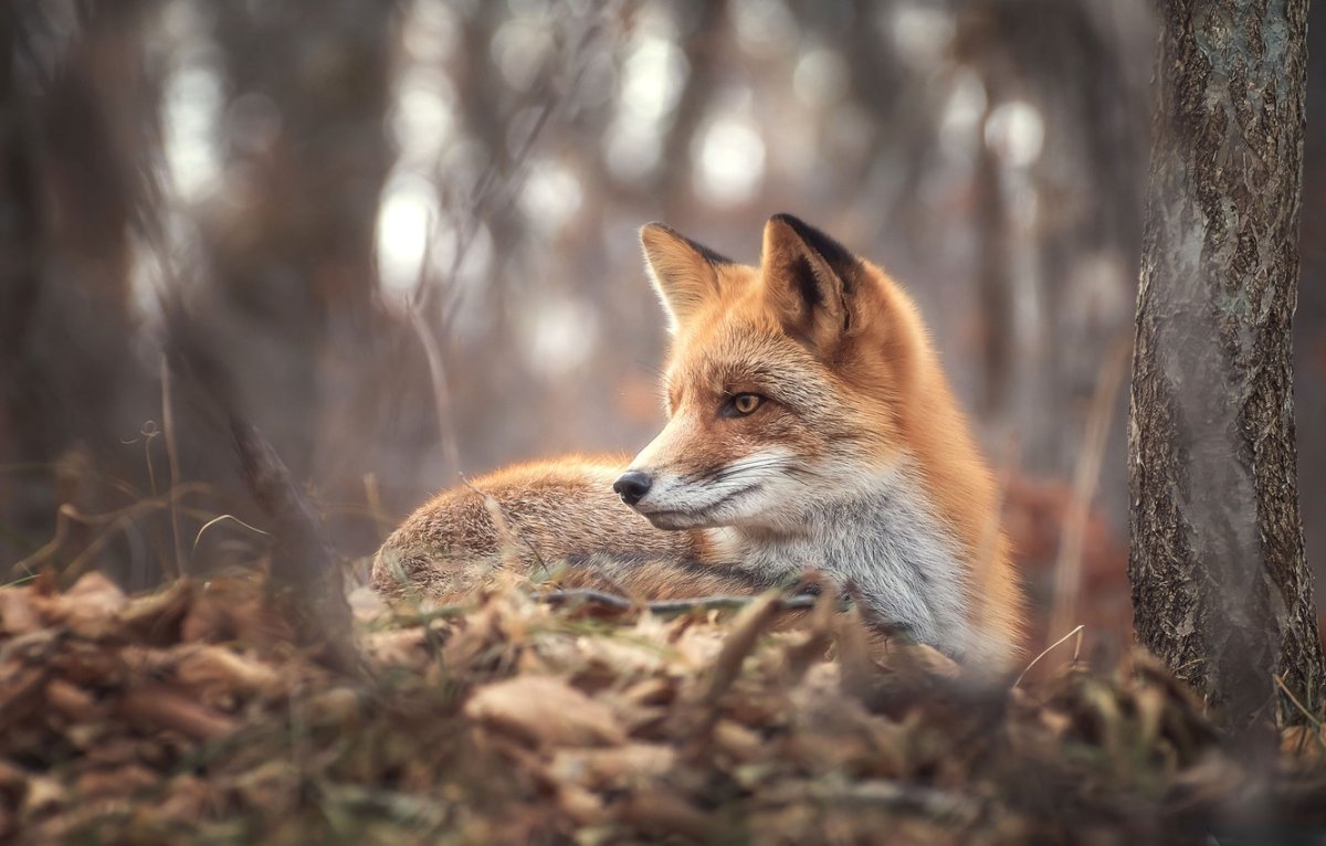 Лиса осень обои