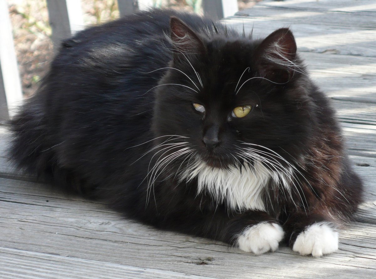 Норвежская Лесная кошка черная