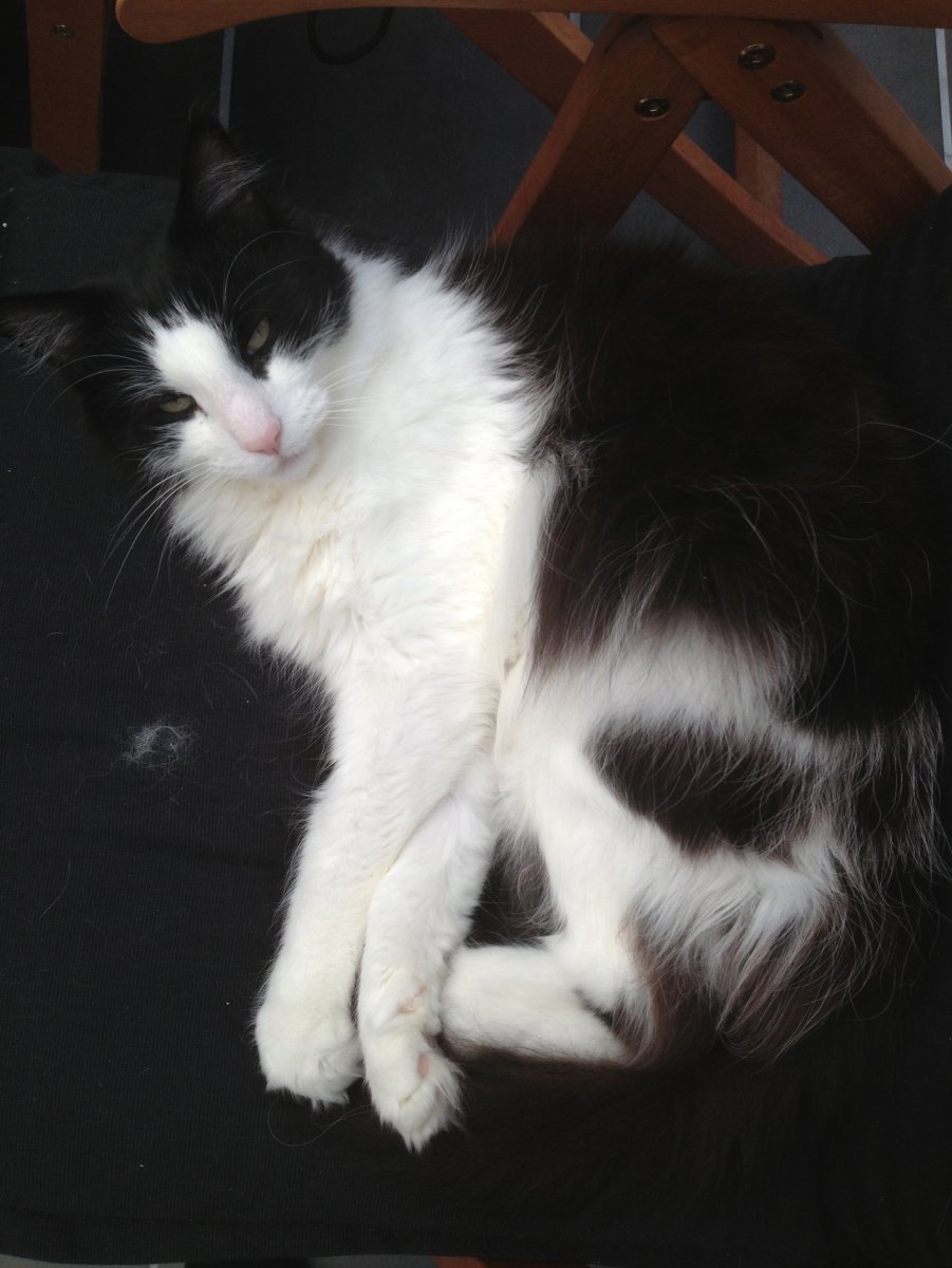 Норвежская Лесная черно-белый биколор