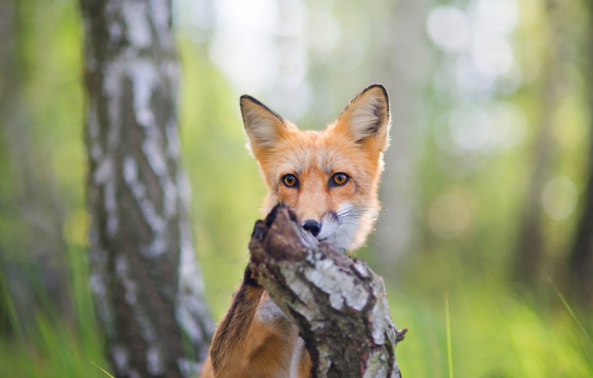 Дикие животные леса