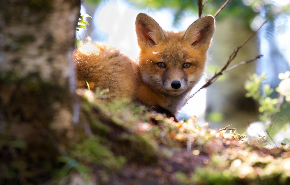 Лиса с чемоданом