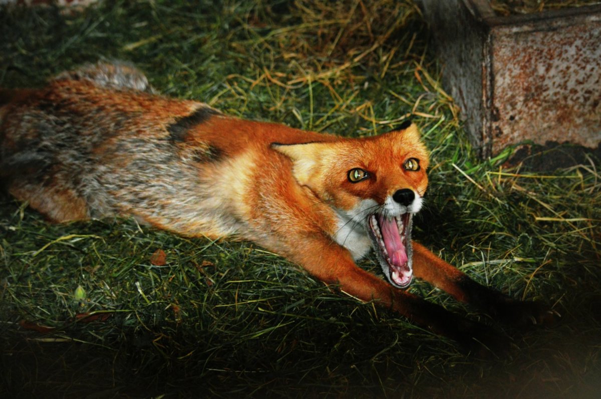 Бешеная лиса страшная