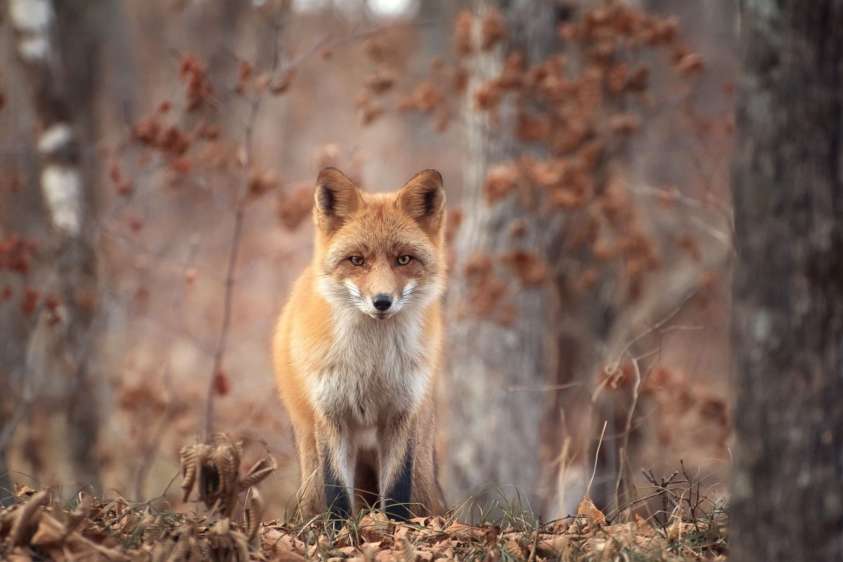 Лиса осенью