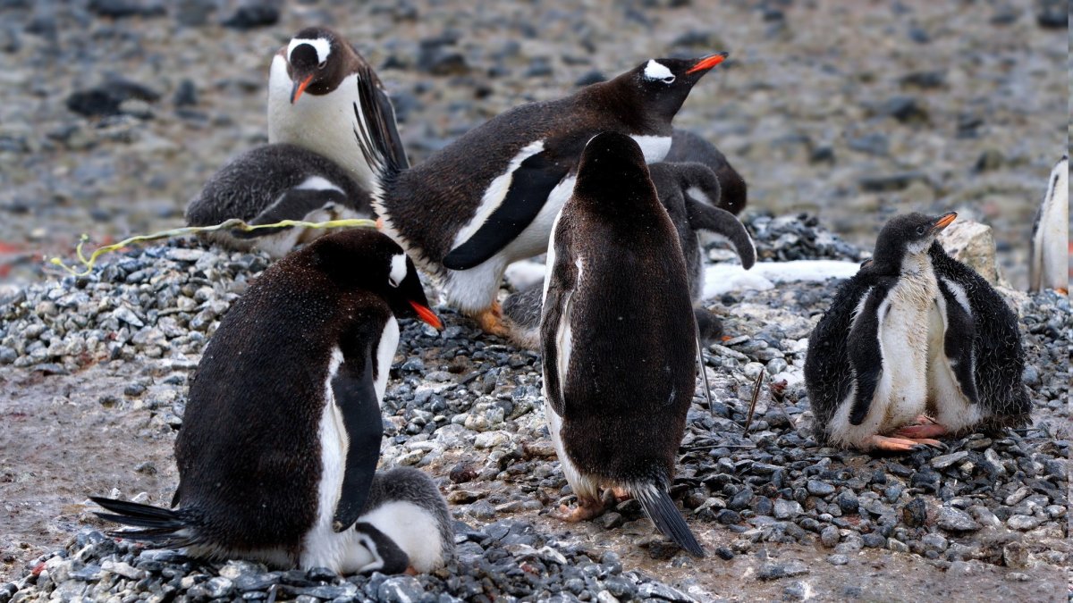 Нелетающие птицы Пингвин