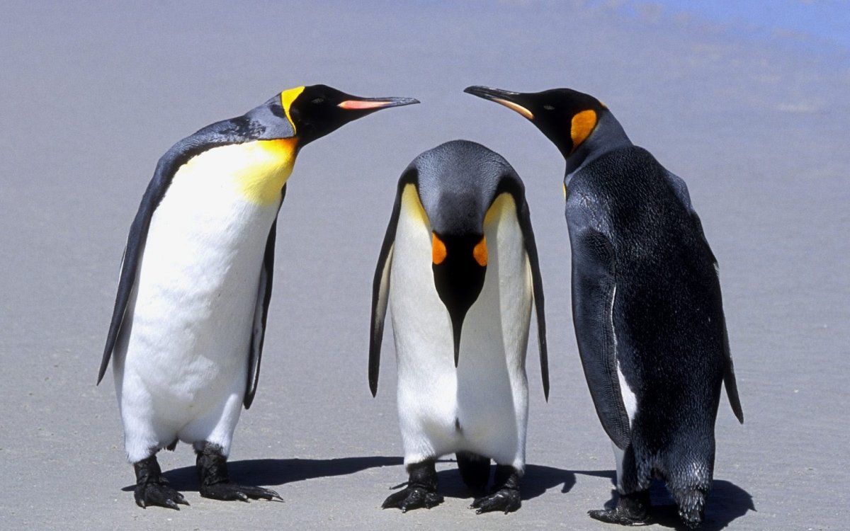 Мадагаскарский Пингвин птица