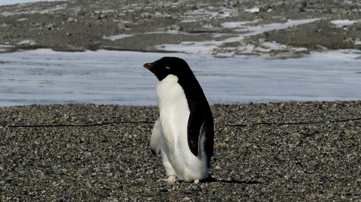 Северный хохлатый Пингвин