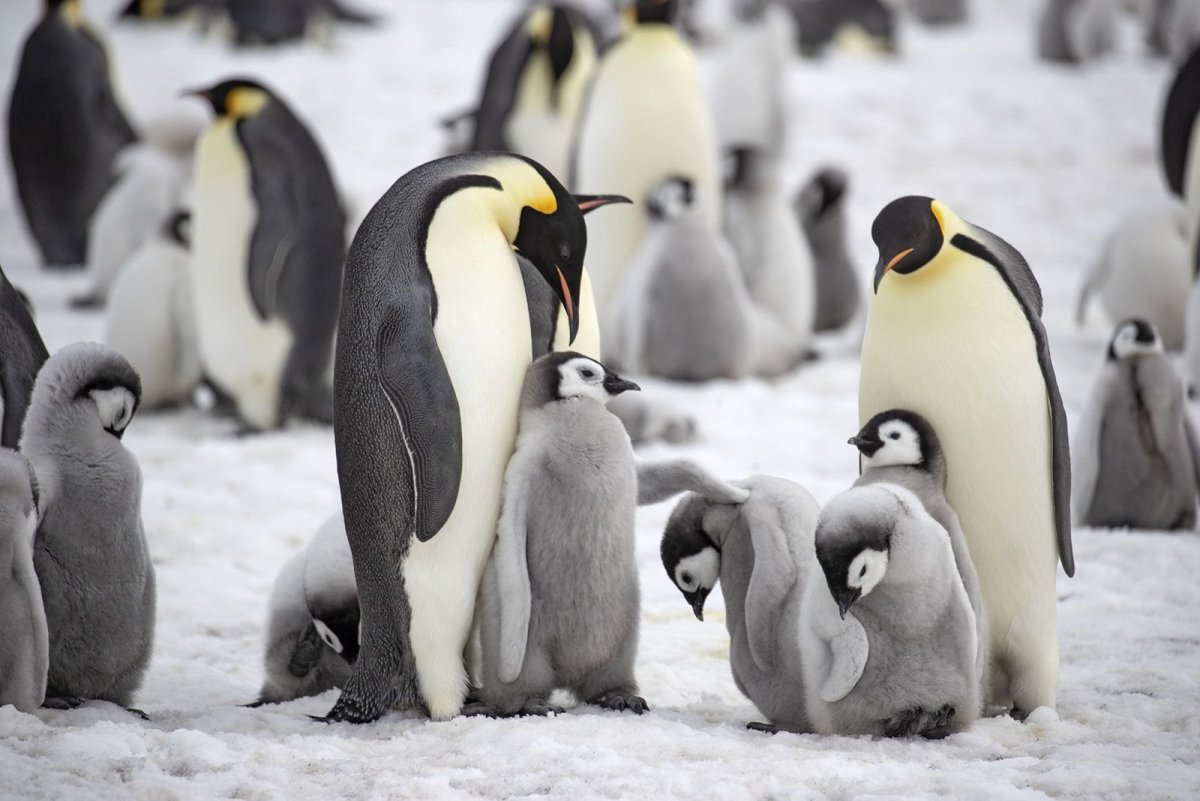 Перо Императорского пингвина