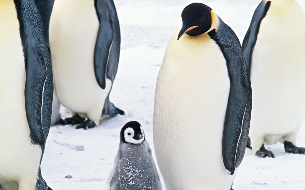 Животное похожее на пингвина