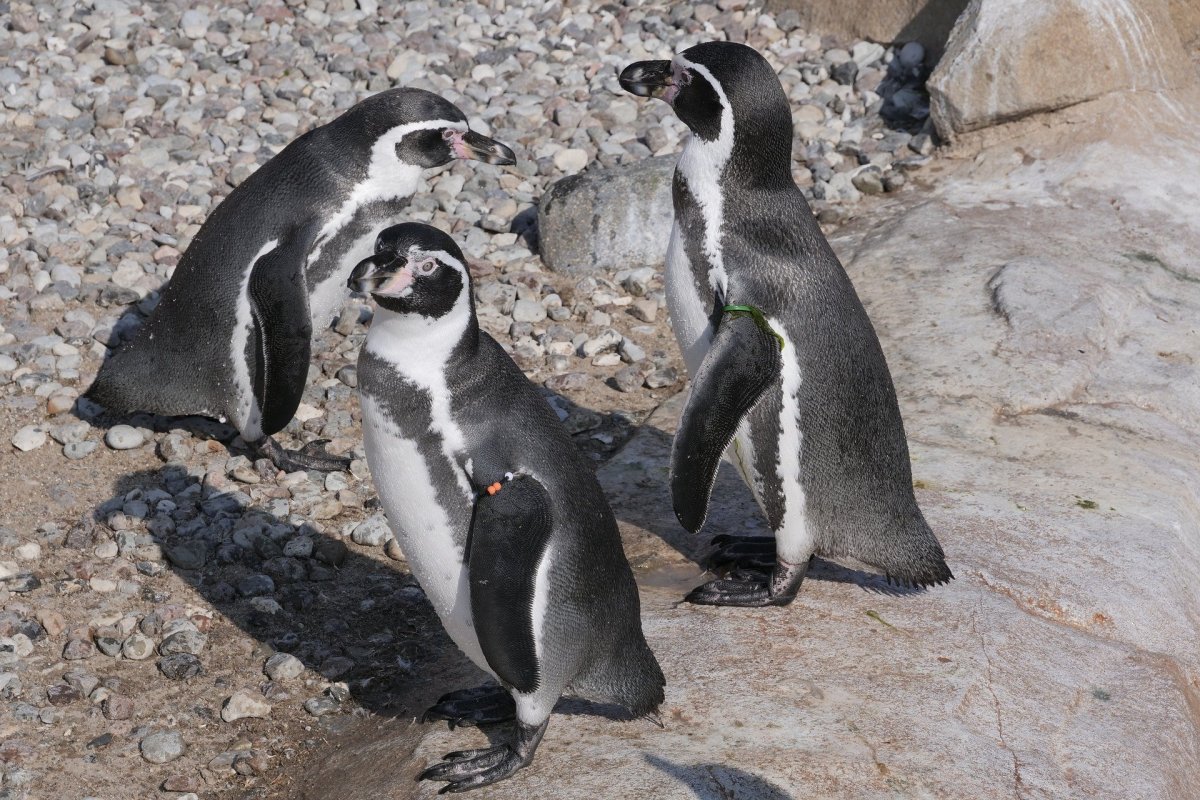 Пингвиний хвост