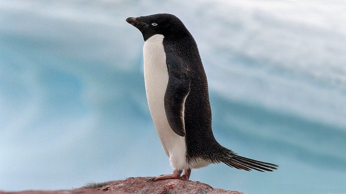 Пингвиний хвост