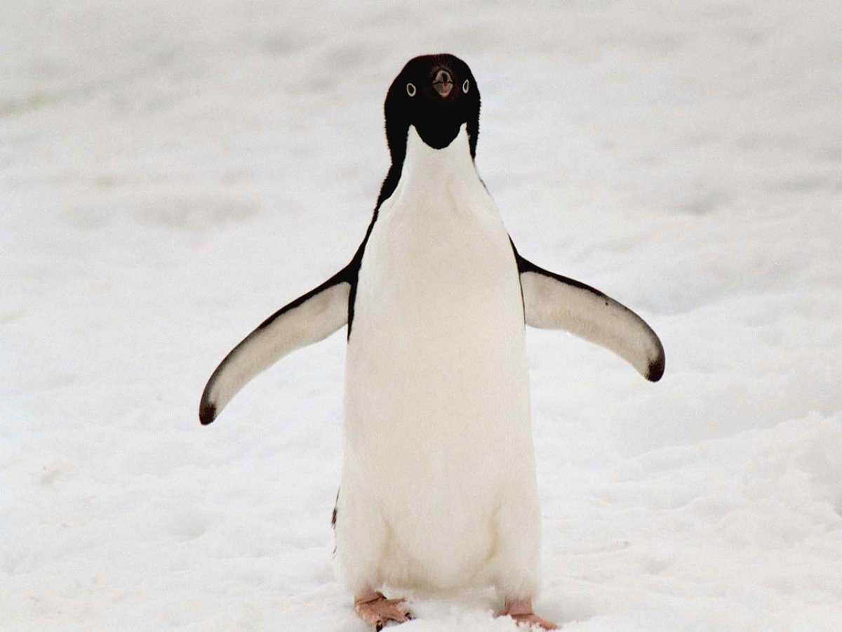 Императорский Пингвин оперение