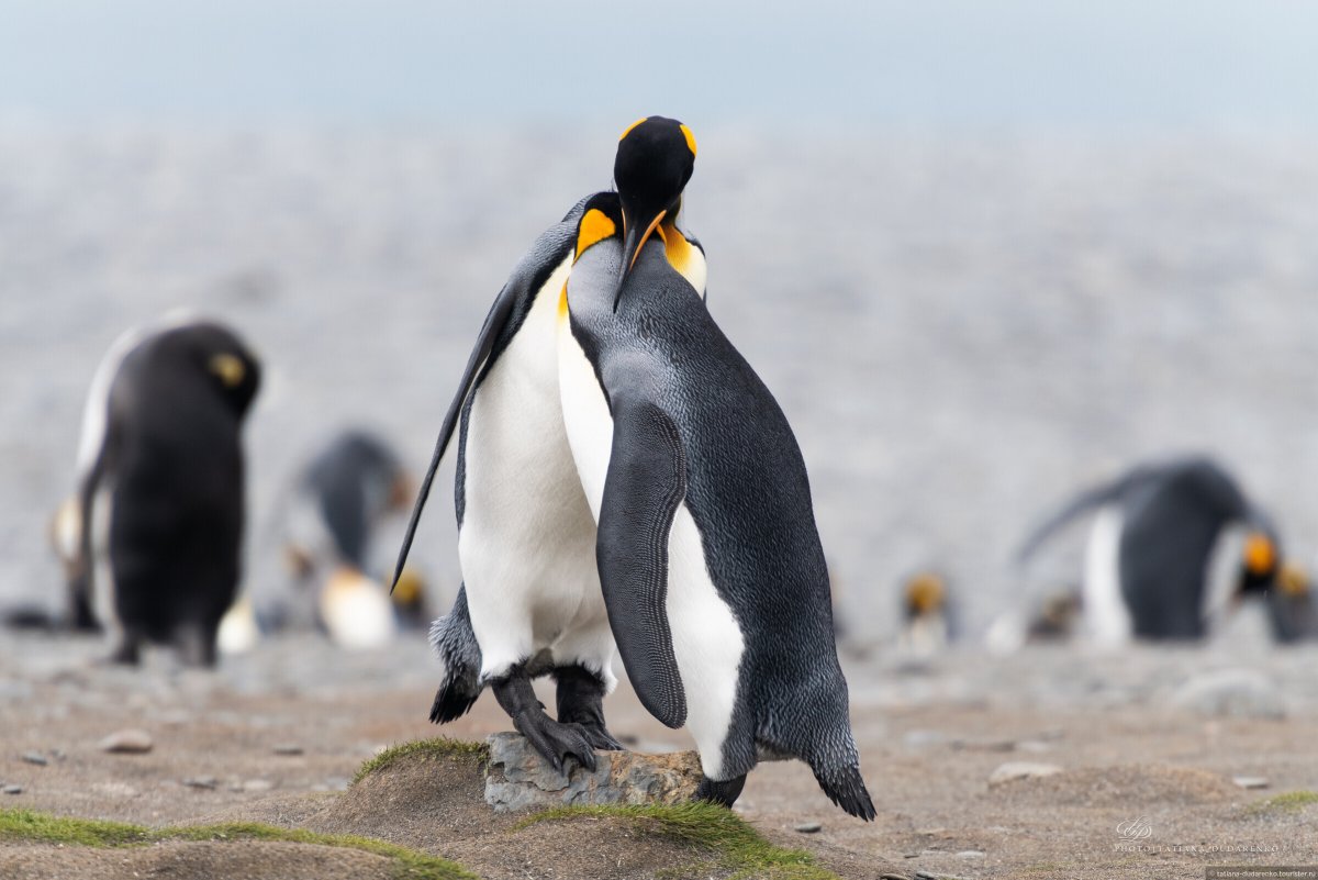 Пингвин Адели птенец