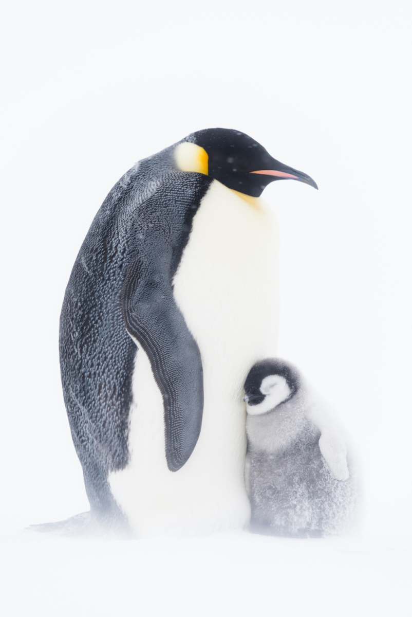 Что любят пингвины