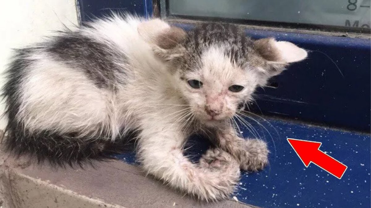 Грязный Бездомный котенок