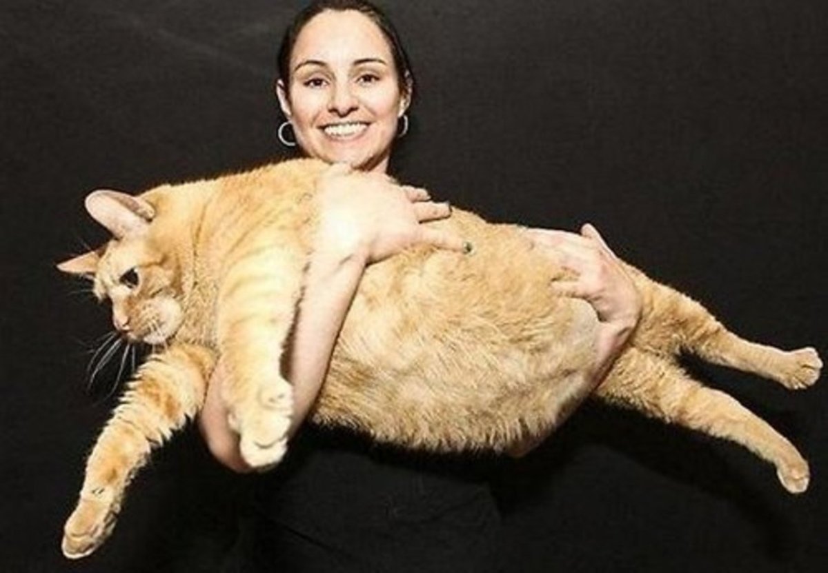 Австралийский кот химми