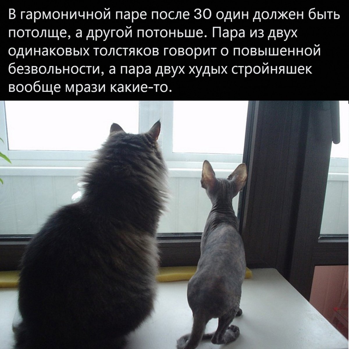 Толстый кот и худой кот