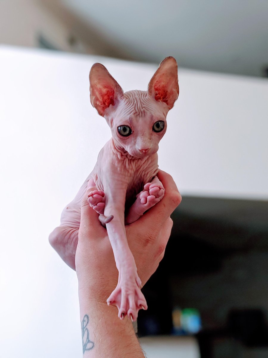 Маленький сфинкс котенок