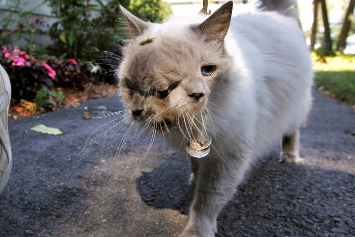 Двуликий кот Фрэнк и Луи