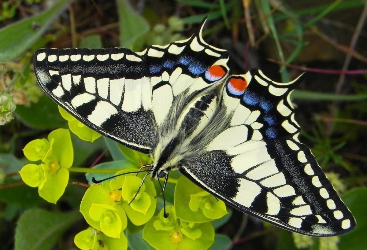 Махаон и Подалирий