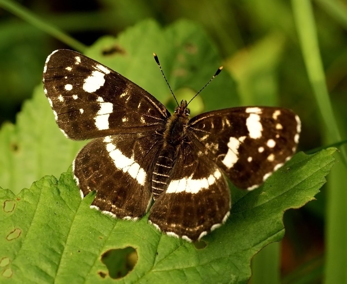 Махаон Перламутровка