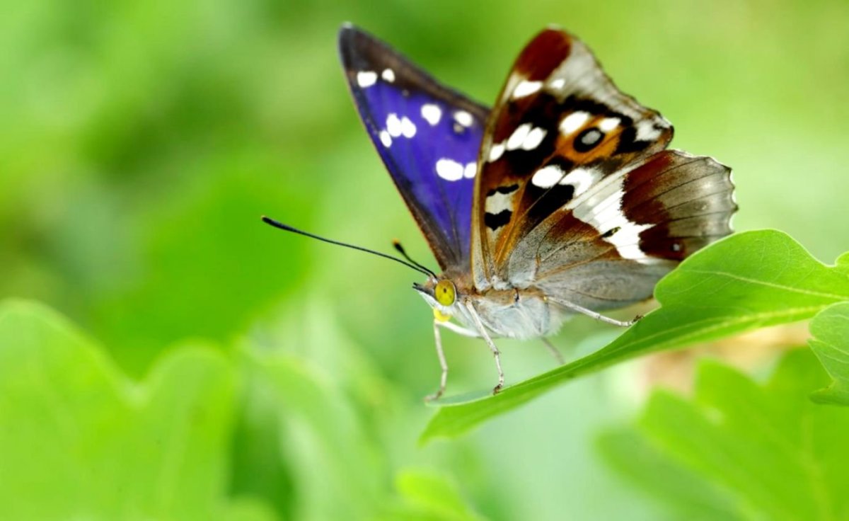 Переливница Ивовая бабочка
